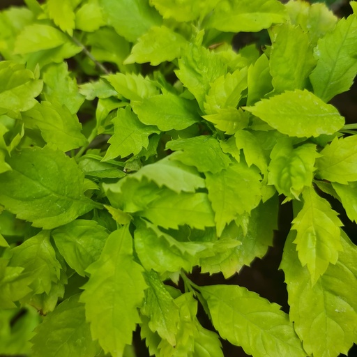 Golden dewdrop, Duranta speciosa pure gold
