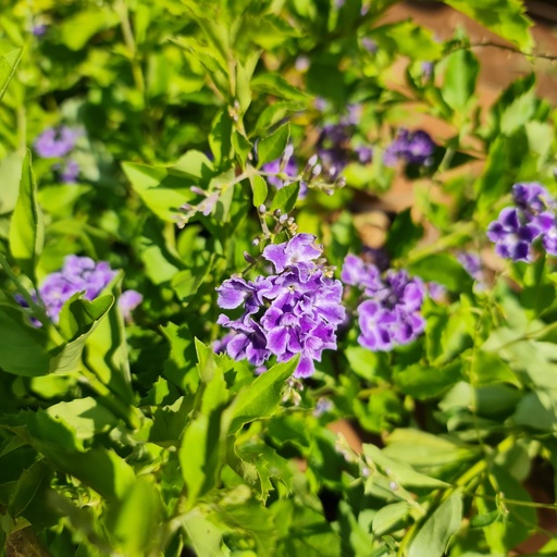 Duranta erecta purple