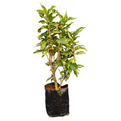 [PLWS GRPI BG 1010 3.9L H030 ] Bicolor, Graptophyllum pictum