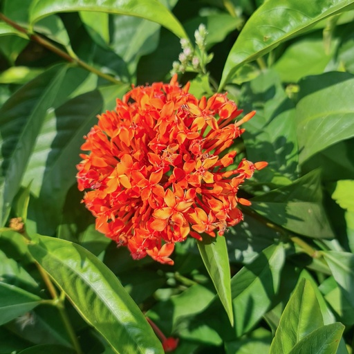 [PLWS IXCN BG 1010 3.9L H030] Ixora Singapore, Ixora congesta