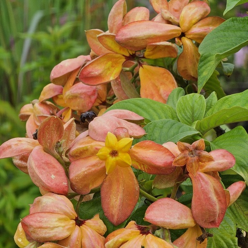 Orange Mussaenda, Mussaenda marmalade