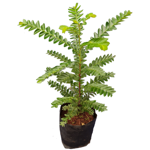 Phyllanthus urinaria