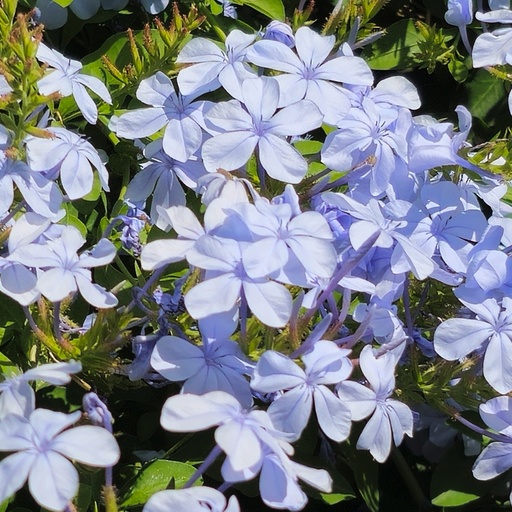 Chitrak, Cape leadwort, Plumbago auriculata