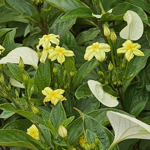 मुसैंडा लूटिया, पीला मुसैंडा, सूदोमुसैंडा फ्लावा