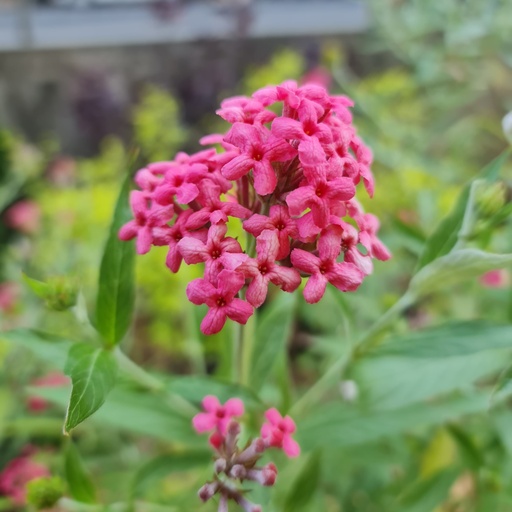 Bush penta, Rondeletia leucophylla