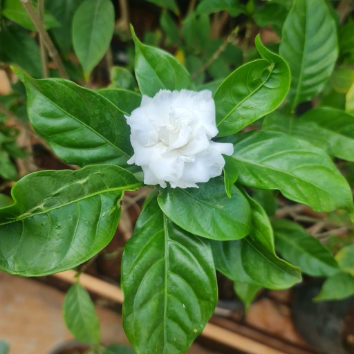 [PLWS TAFP BG 1010 3.9 L H030] Tagar Double, Tabernaemontana divaricata 'Flore Pleno'