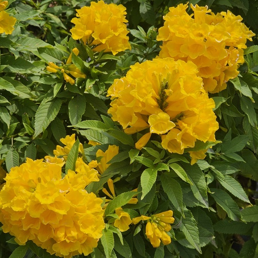 Yellow bells, Tecoma stans