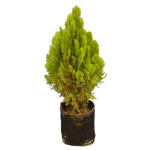 Morpankhi, golden thuja, Thuja occidentalis