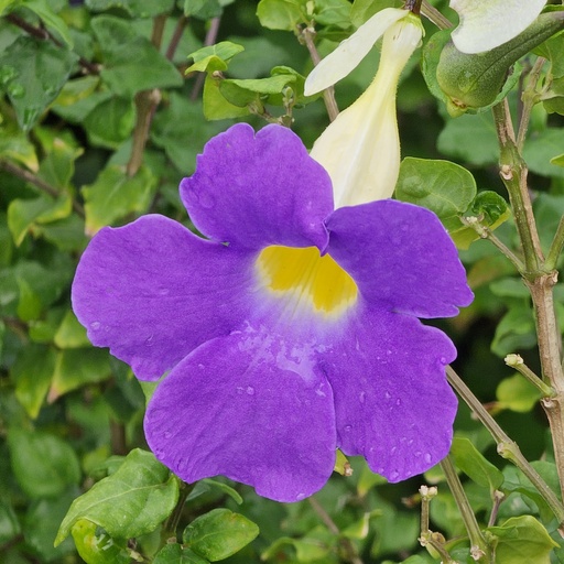 [PLWS THER BG 1010 3.9L H030] Meyenia erecta, bush clock vine, Thunbergia erecta