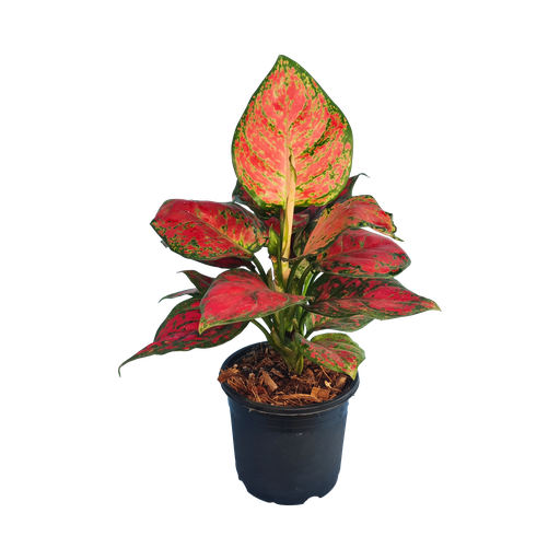 Aglaonema red valentine