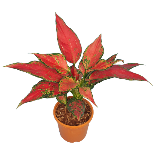 Aglaonema cherry baby