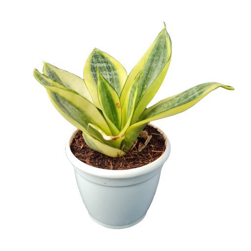 Snake plants, Mother-in-law’s tongue, Sansevieria golden hahnii