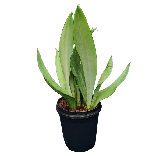 Snake plants, Mother-in-law’s tongue, Sansevieria moonshine