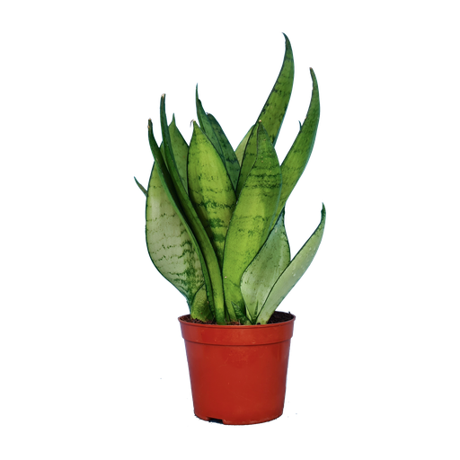 Snake plants, Mother-in-law’s tongue, Sansevieria sea bubble