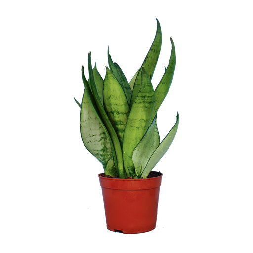 Snake plants, Sansevieria sea bubble