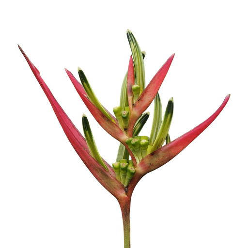 Lady diana, Heliconia psittacorum lady diana
