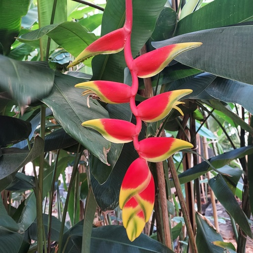 Hanging lobster claw, Heliconia rostrata