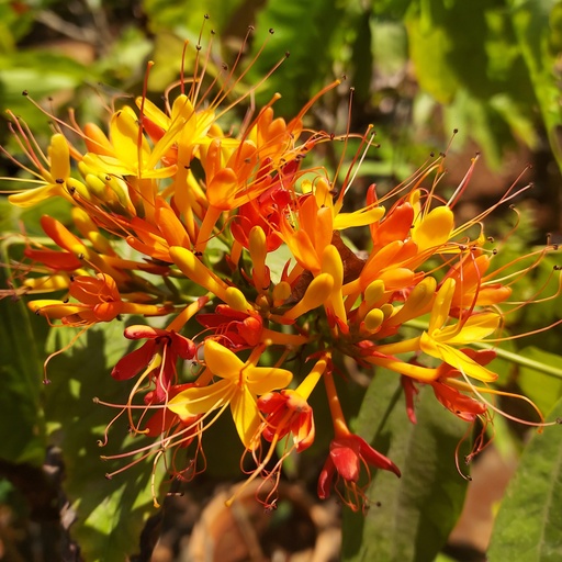 Orange Sita ashok, Saraca indica