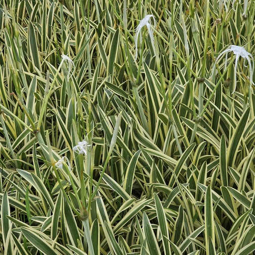 Variegated spider lily, Hymenocallis caribaea var.