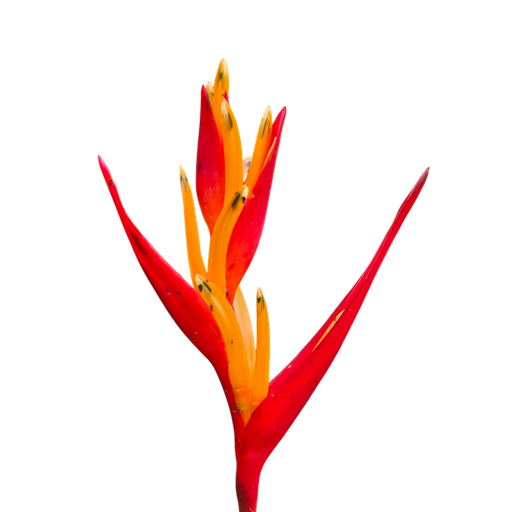Fire flash, Heliconia fire flash