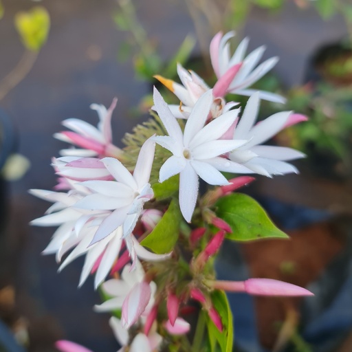 [PLCV JALT  BG 1010 3.9L H020] Thai-Kundh, Jasminum laurifolium