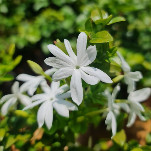[PLCV JAMM BG 1010 3.9L H030] Kagada, Jasminum multiflorum mini