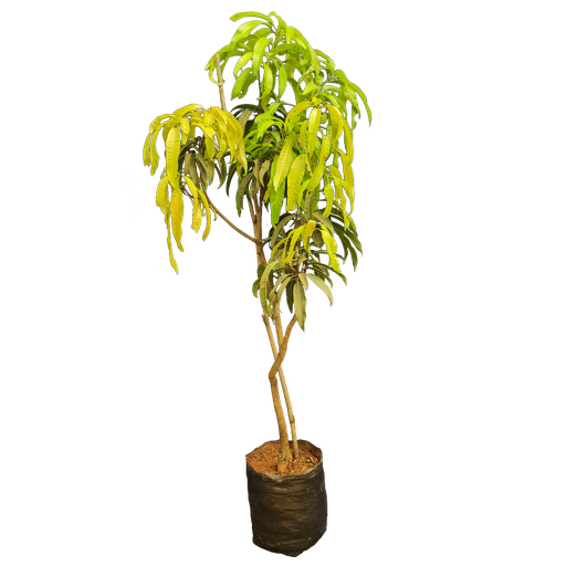 Mango, variety keshar, Mangifera indica cutivator keshar