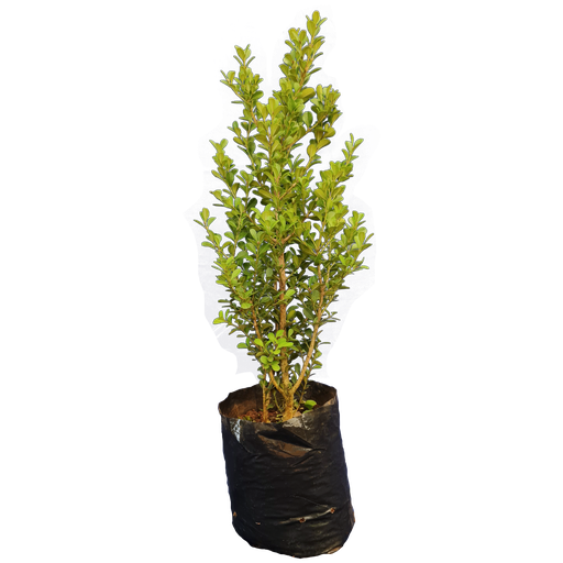 Boxwood, Buxus bodinieri