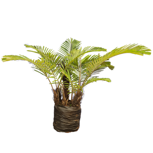 [PLPM ARTM BG 2525 61.5L H120 S090] Beautiful palm tree, Arenga tremula