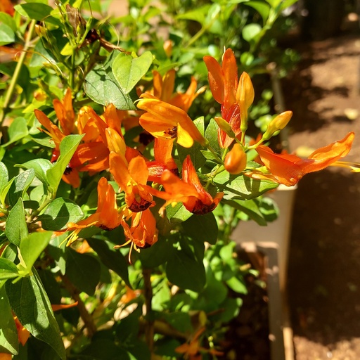 Rabbit ears, Ruttya fruticosa