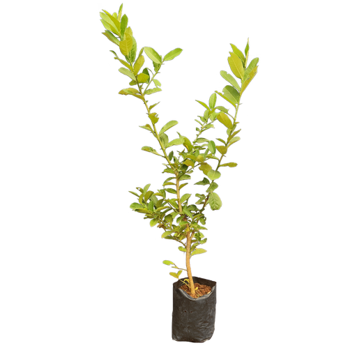 Lemon, variety Kachai Lemon, Citrus jambheri lush cultivator Kachai Lemon