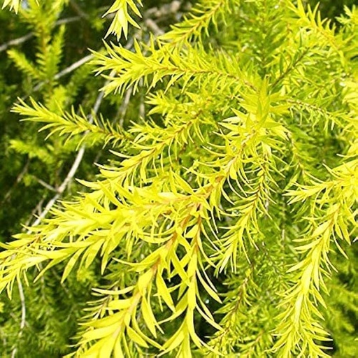[PLTR MEBR BG 2121 43.5L H210] Golden Bottle Brush, Melaleuca bracteata