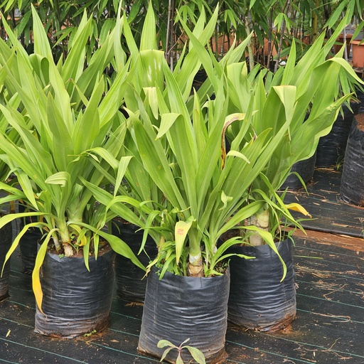 Crinum lily green, Crinum asiaticum