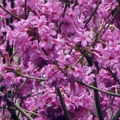 Pink trumpet tree, Tabebuia avellanedae