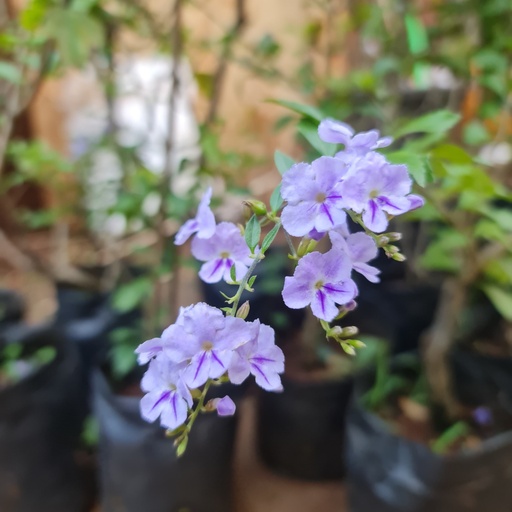 [PLWS DUVR BG 0810 2.9L H030] Duranta erecta variegata