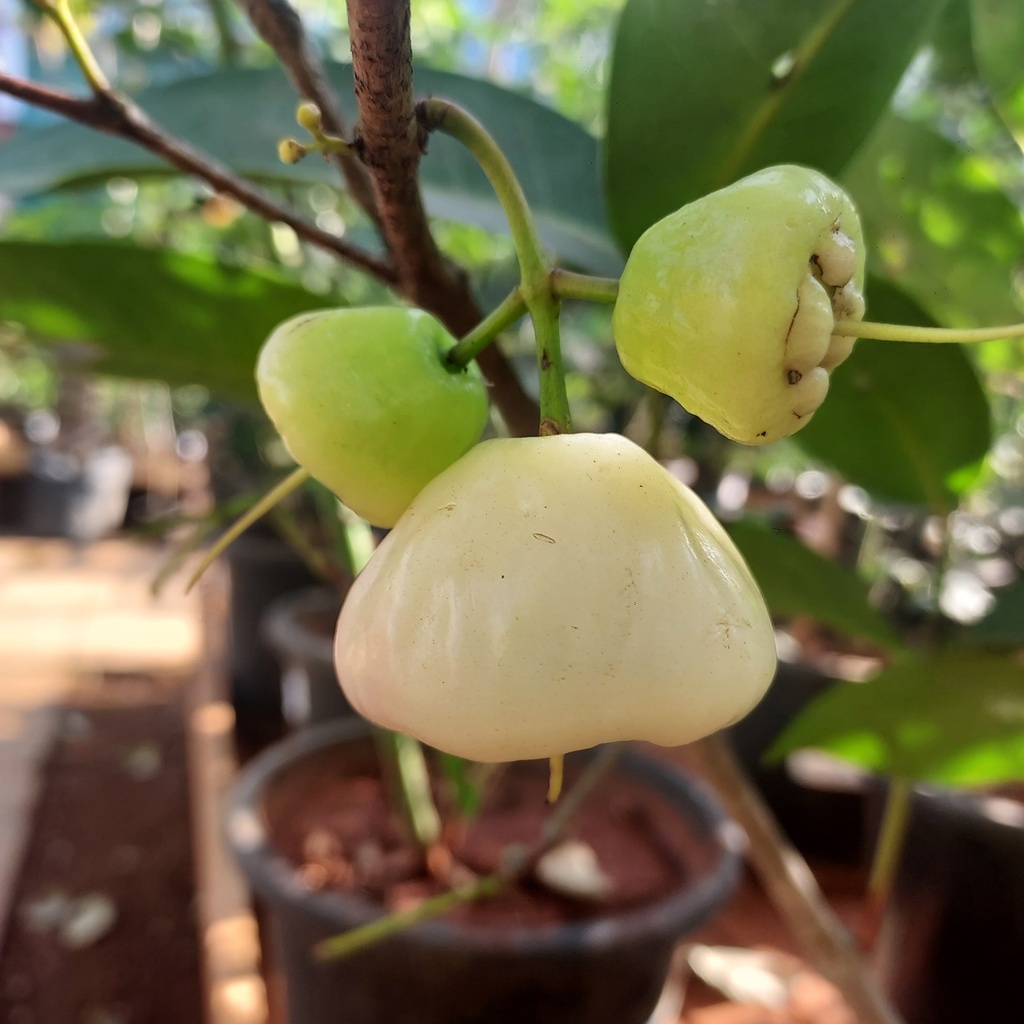 Jamun Tree (Syzygium malaccense): A Delightful and Medicinal Addition ...