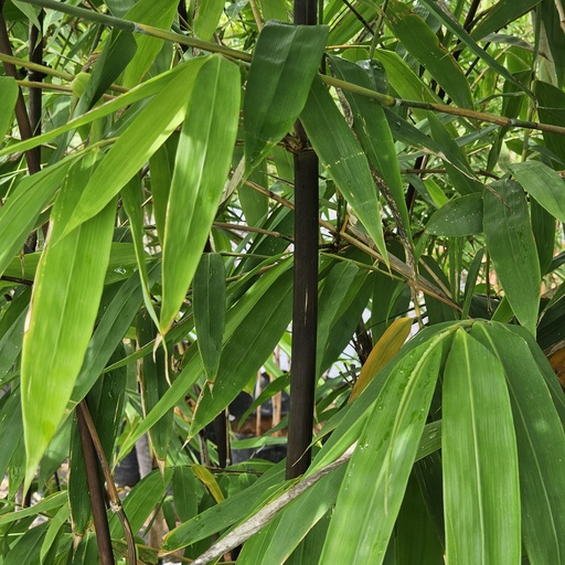 Black Bamboo, Phyllostachys nigra