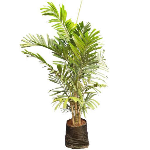 Macarthur palm, clumping kentia, Ptychosperma Macarthuri