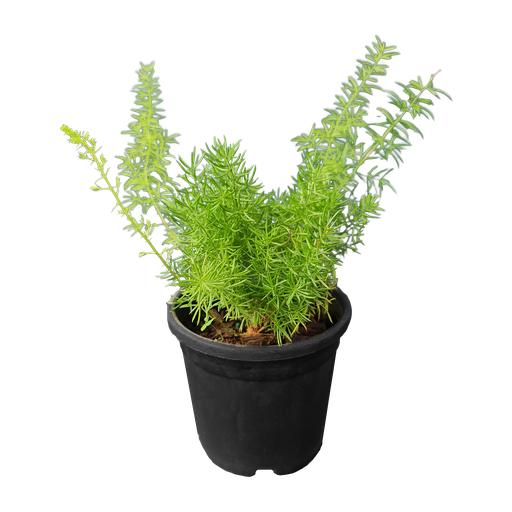 Meyeri fern, foxtail fern, Asparagus densiflorus