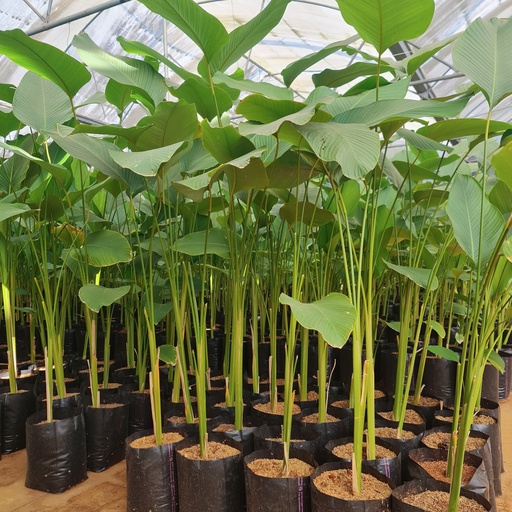 Cuban Cigar, Calathea lutea