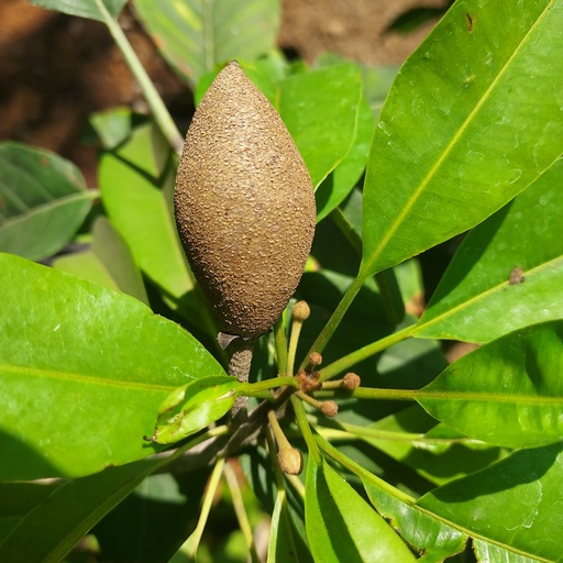 Chickoo, variety Banana, Achras zapota, cultivator Banana