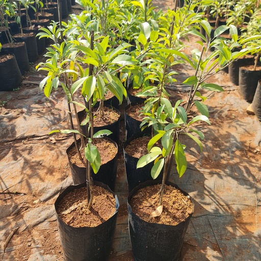 Chickoo, varigated, Achras zapota, cultivator varigated