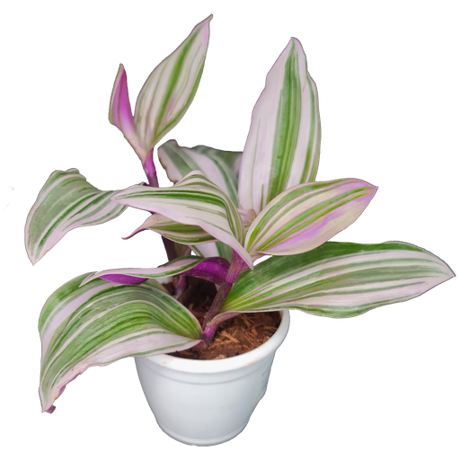 Tradescantia albiflora ‘Nanouk’