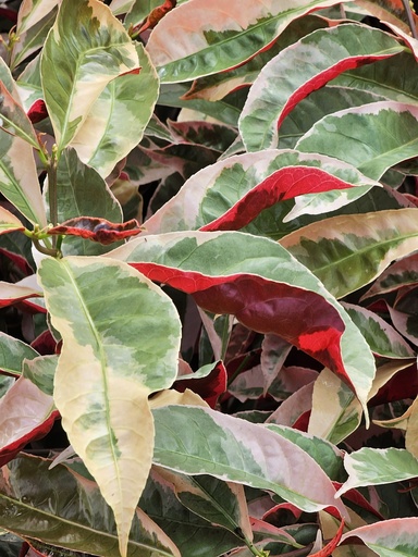 [PLWS ECVR BG 1010 3.9L H030] Laila Majnu, Excoecaria cochinchinensis varigated