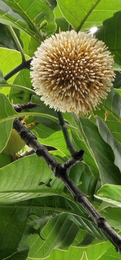 Kadamba, Neolamarckia cadamba